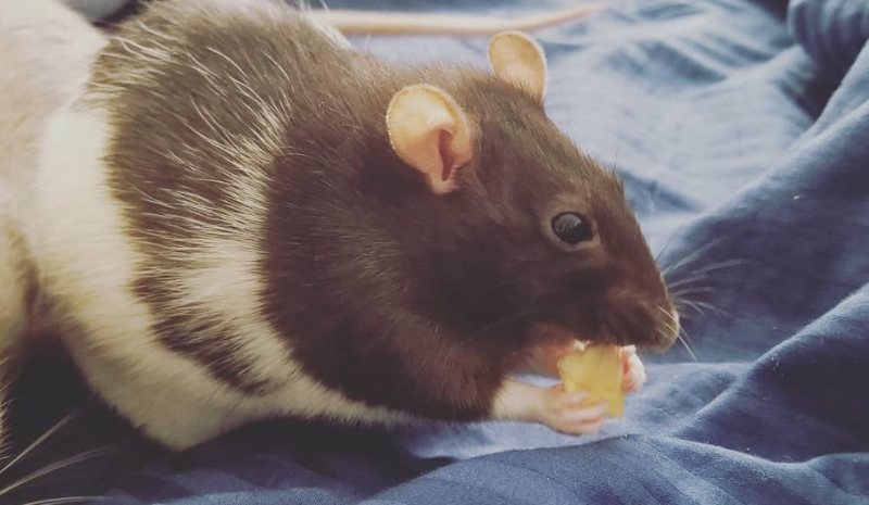 Rat on the bed