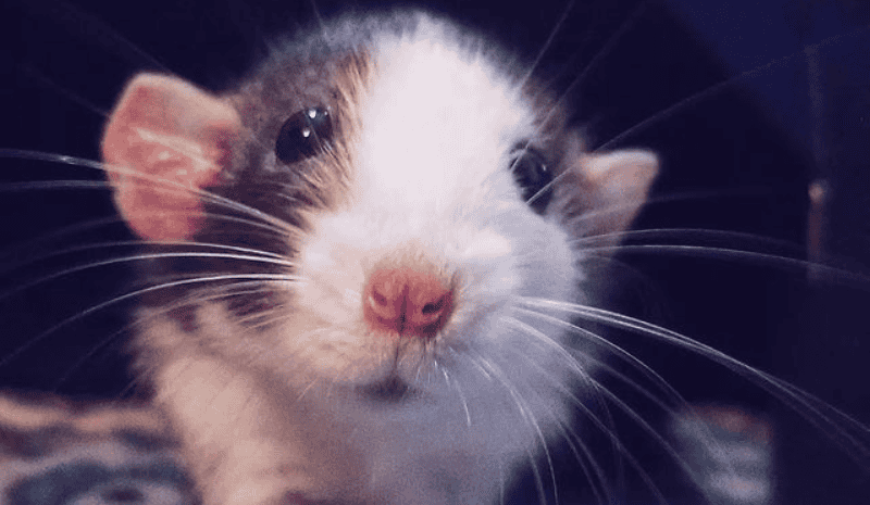 Rat on the carpet