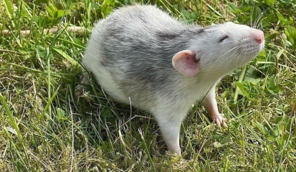 Does Baking Soda Kill Rats? Learn Everything About This Remedy