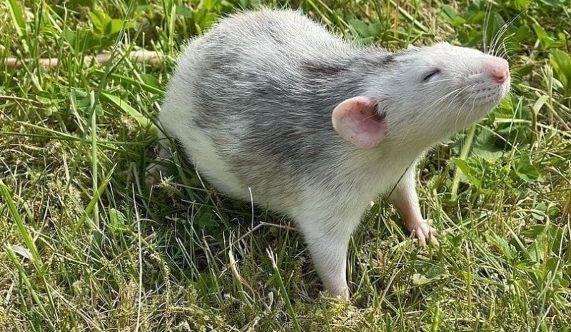 Black and white rat on the grass