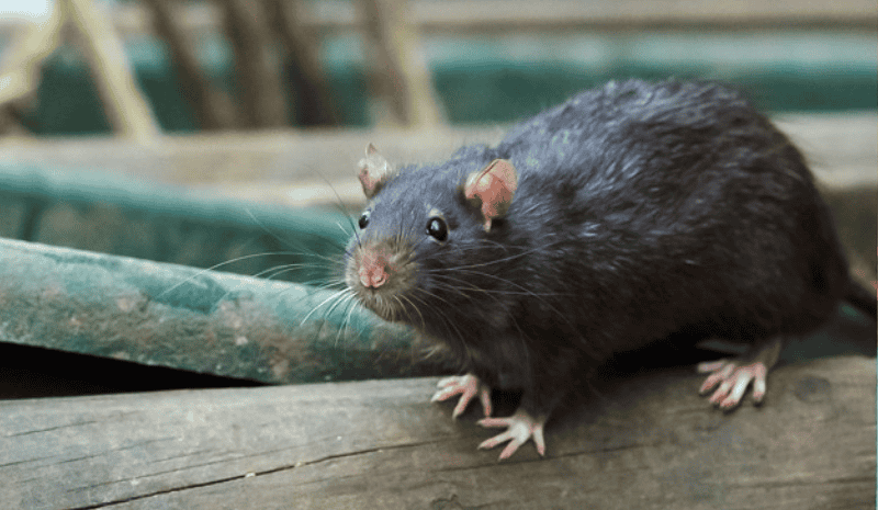 Black rat on the wooden branches