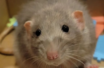 Rat with black eyes on the brown background