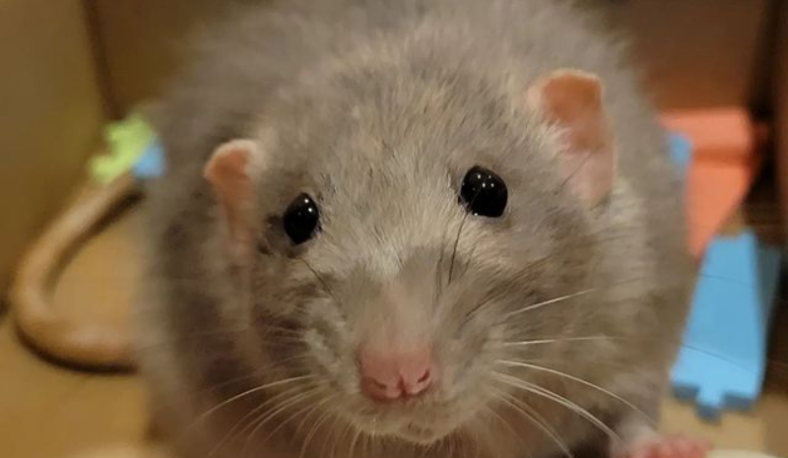 Does Baking Soda Kill Rats: Detailed Instructions