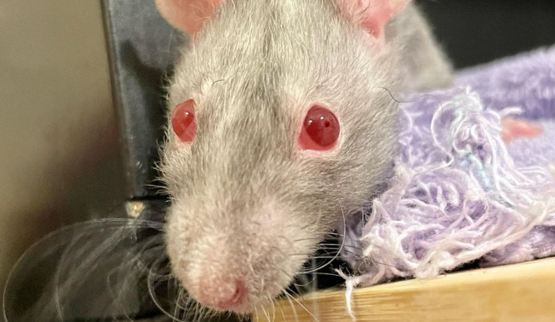 Rat with wood and purple fabric