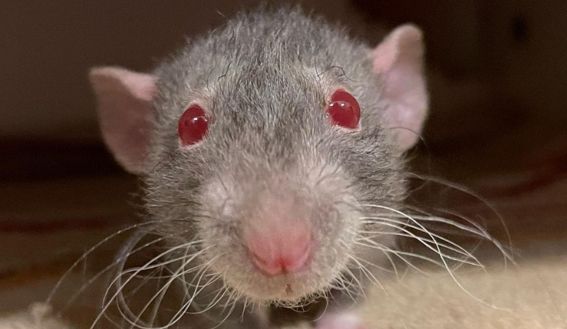 Rat with red eyes