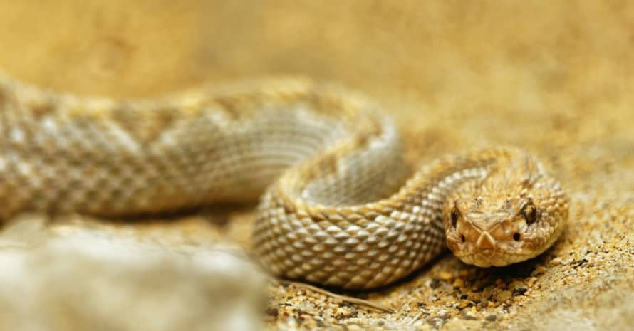 Rattlesnake