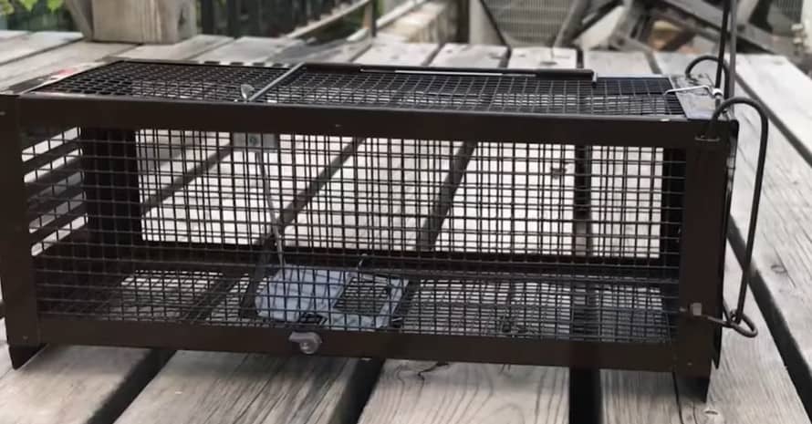 RatzFatz Mouse Trap Humane Live Cage