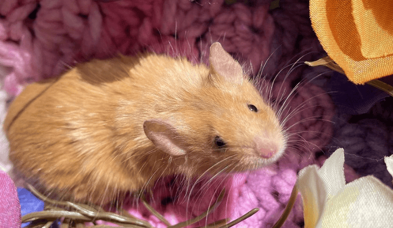 Red mouse on the violet background