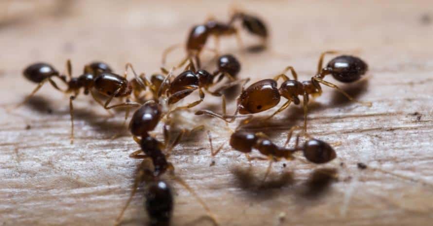 Red imported fire ants