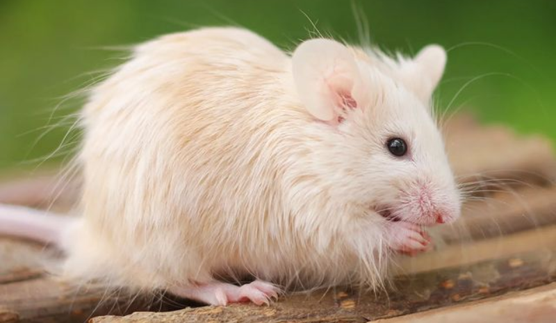 Red mouse on the wooden floor