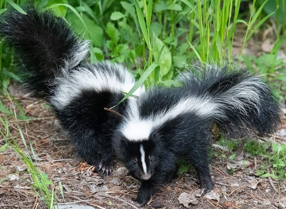 Removing Skunk Odor