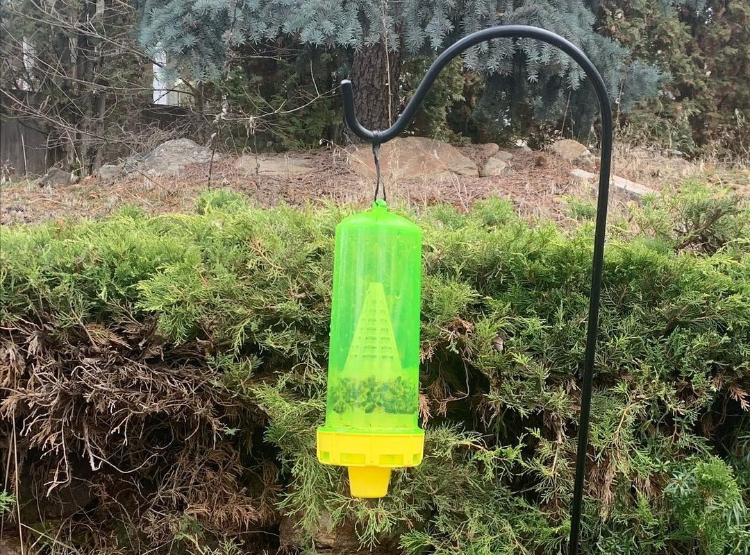 Reusable Yellowjacket Trap 