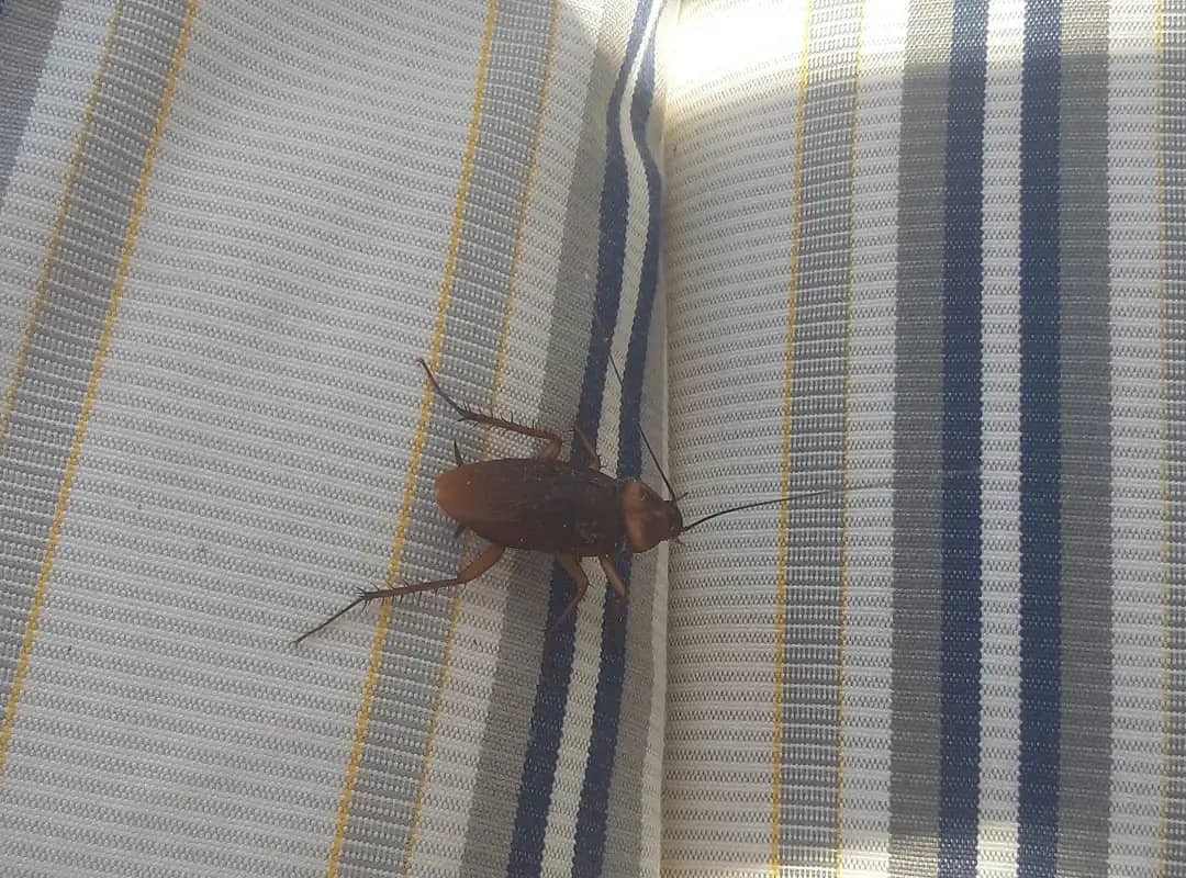 Roach in bed