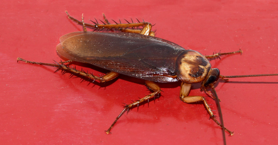 Roach on red background