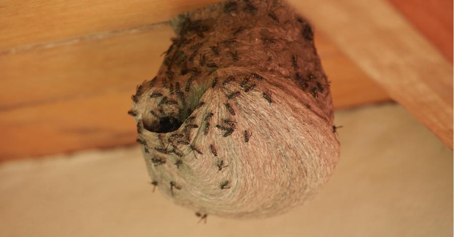 Round bee nest