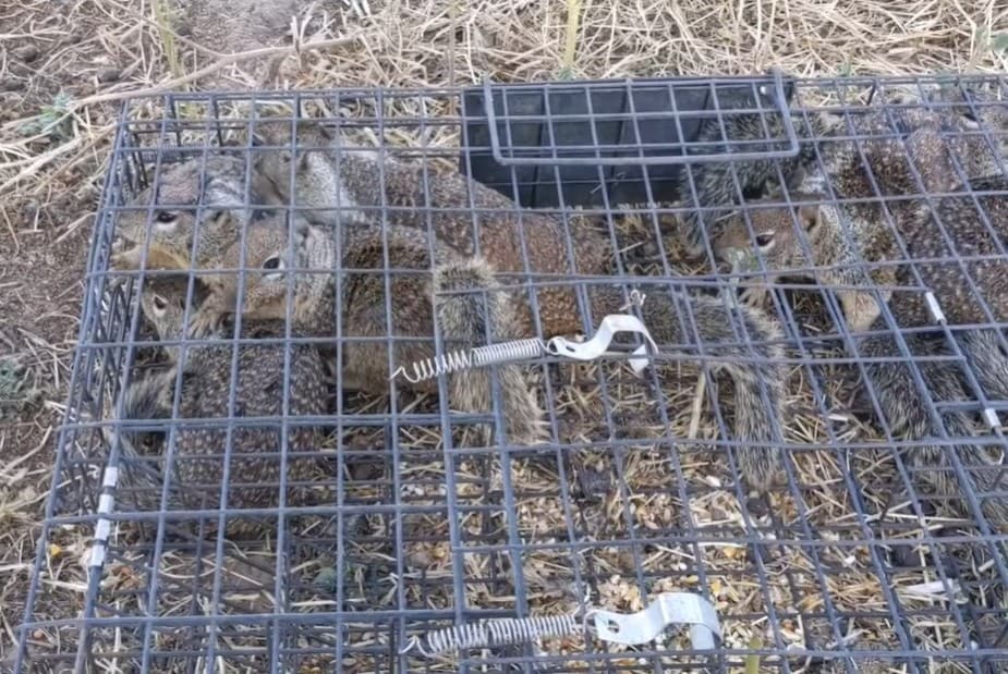 Rugged Ranch SQRTO Squirrelinator Trap