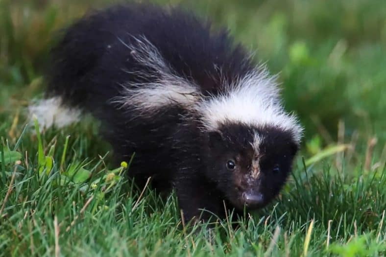 What Sound Does a Skunk Make: How to Identify a Skunk by Its Sound