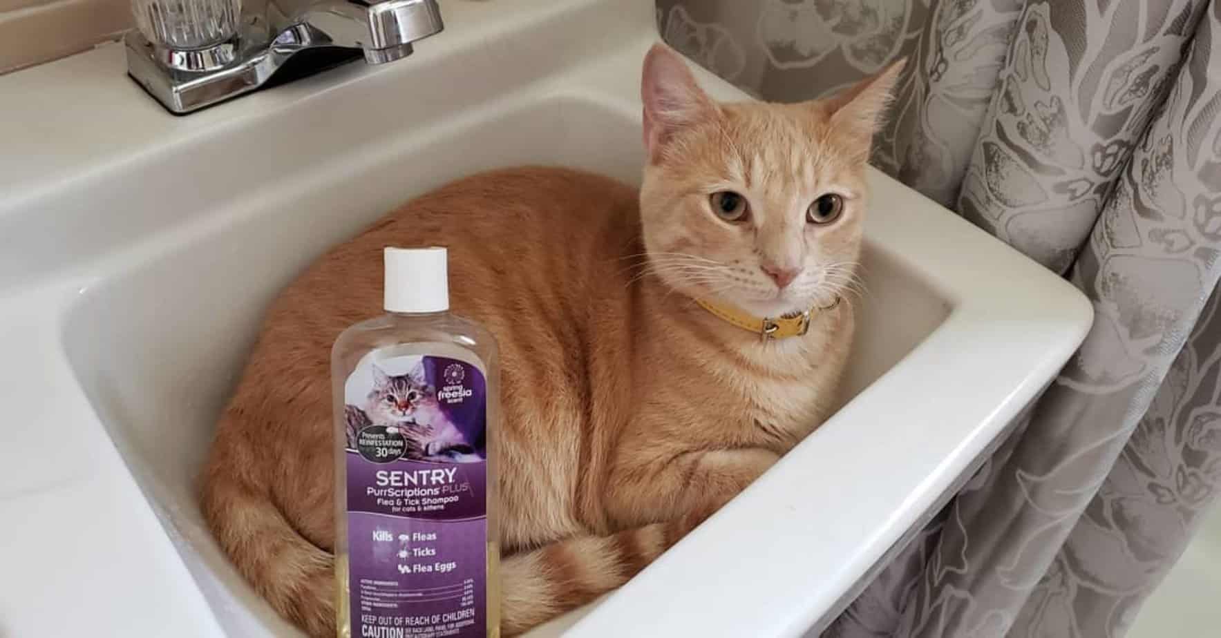 6 Best Flea Shampoos for Cats in 2024 [Detailed Reviews]