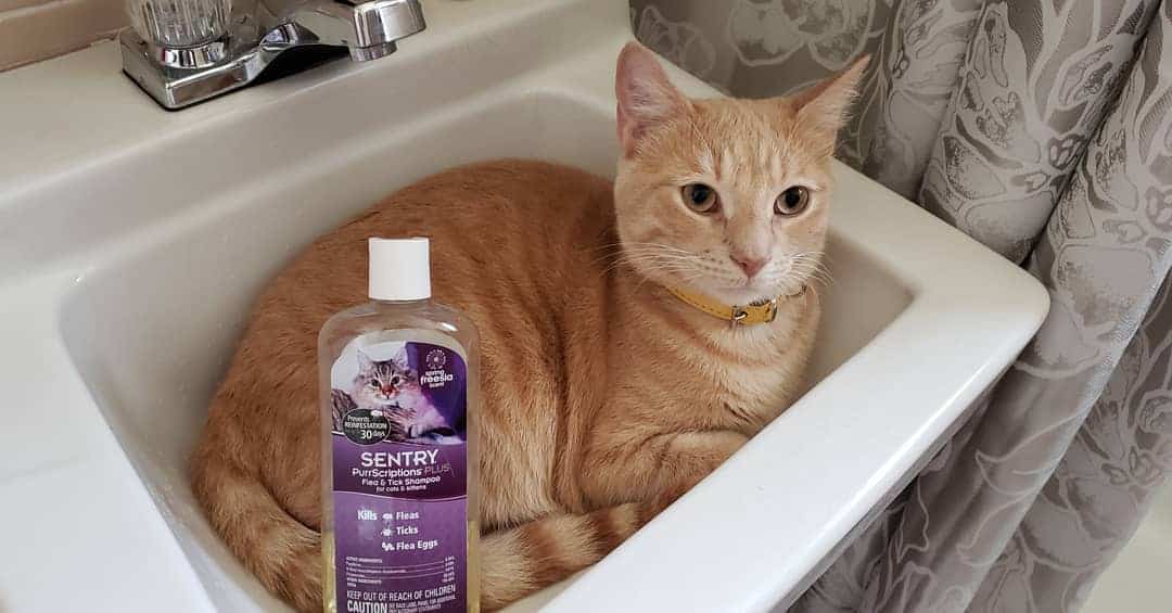 SENTRY PurrScriptions Flea and Tick Shampoo