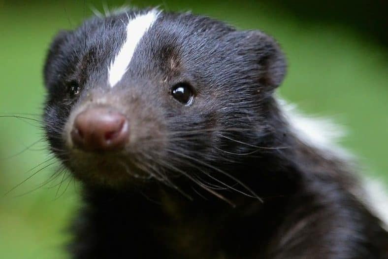 Home Remedies for Keeping Skunks Away: Guide on Skunk Repellents