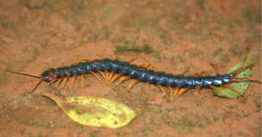 Scolopendra, Amboli, Maharashatra, India