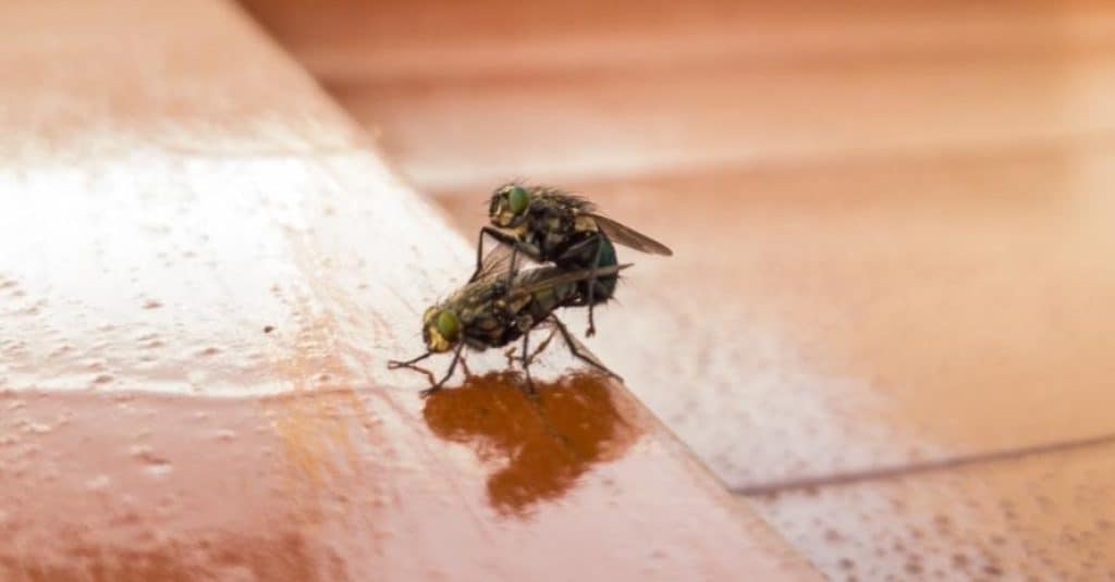 Why Are There So Many Flies in My House What Attracts These Insects