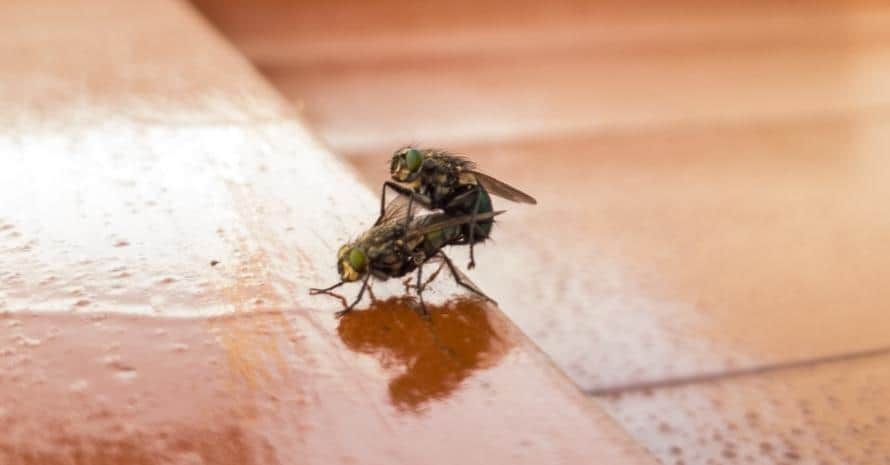 Side view of two house flies