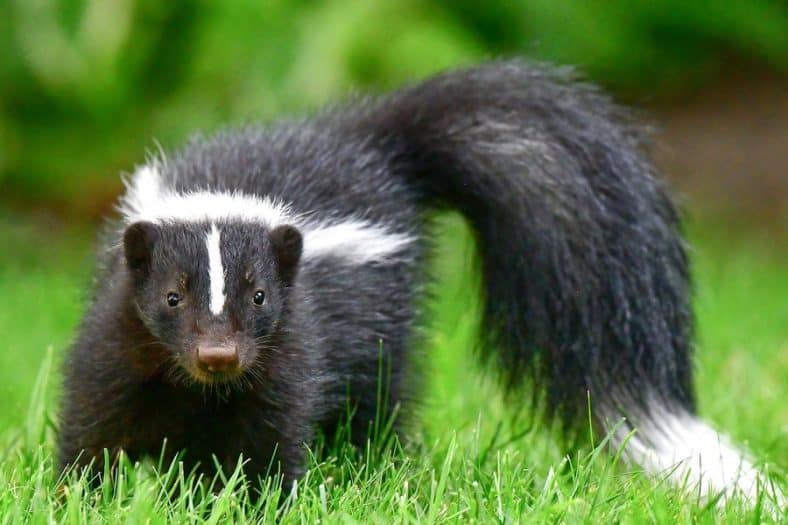 Can Skunks Climb a Fence: Skunk Control in Your Yard