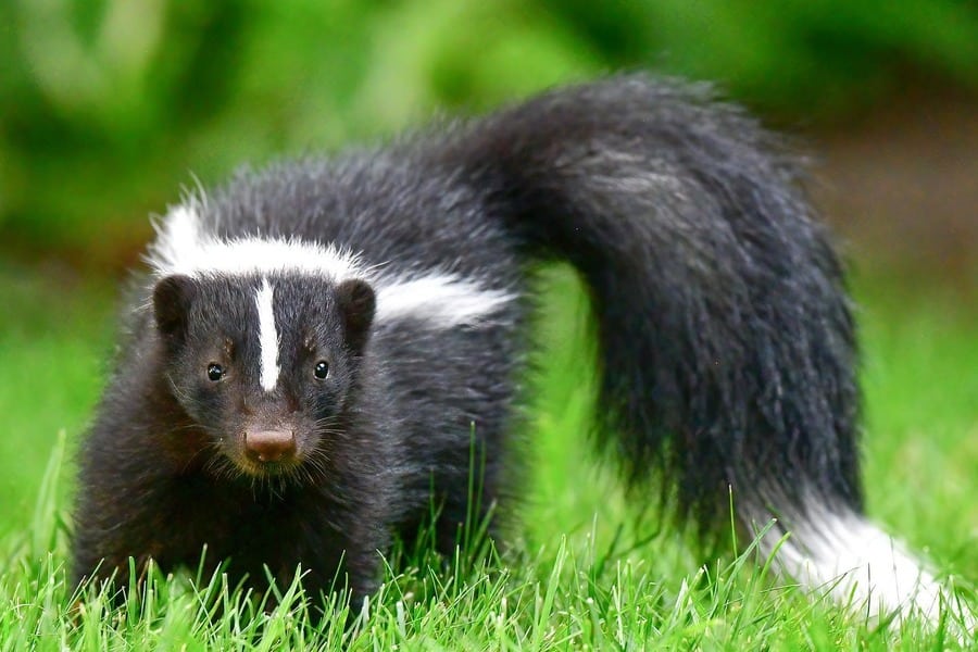 skunk with a beautiful fluffy tail