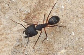Single black ant