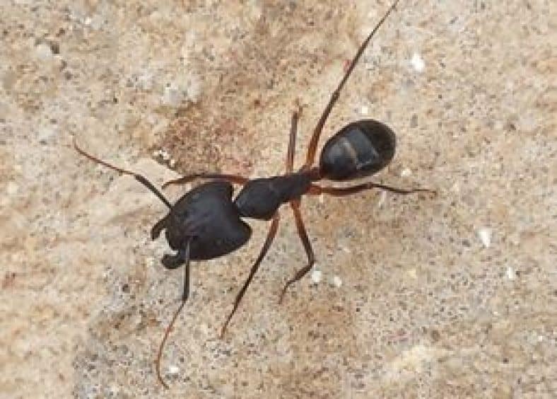 Single black ant