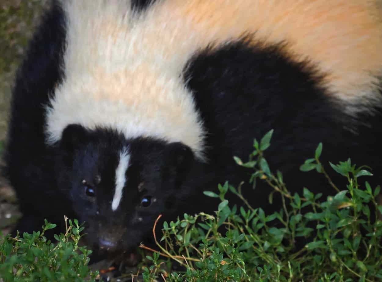 Skunk Crawls On Ground