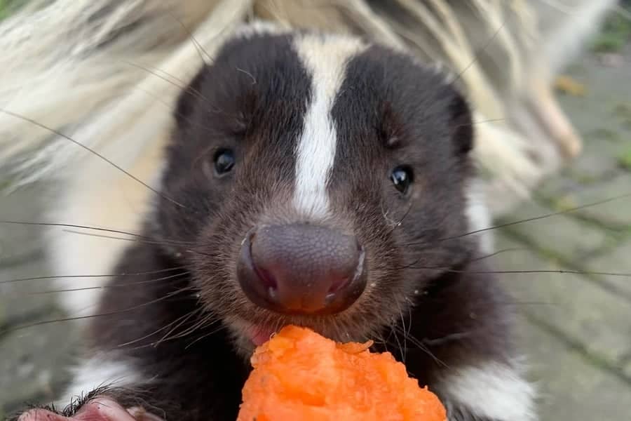 The skunk is eating