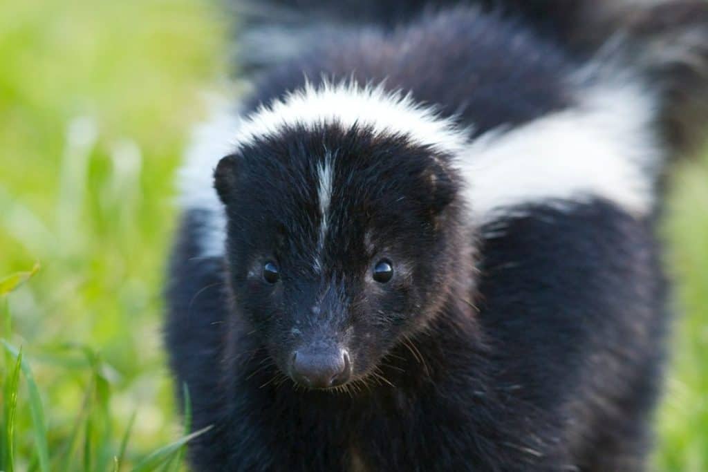 How to Scare a Skunk Away: Easy Control & Prevention Guide