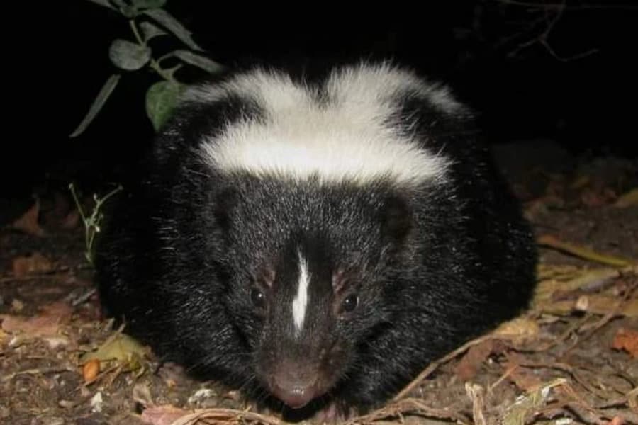 Do Mothballs Keep Skunks Away Effective Methods of Skunk Control