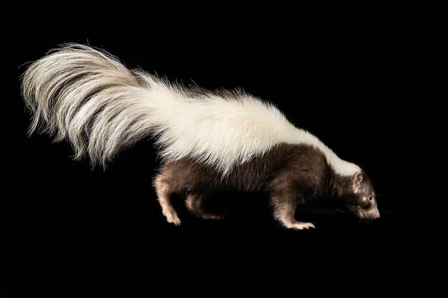 Old Skunk