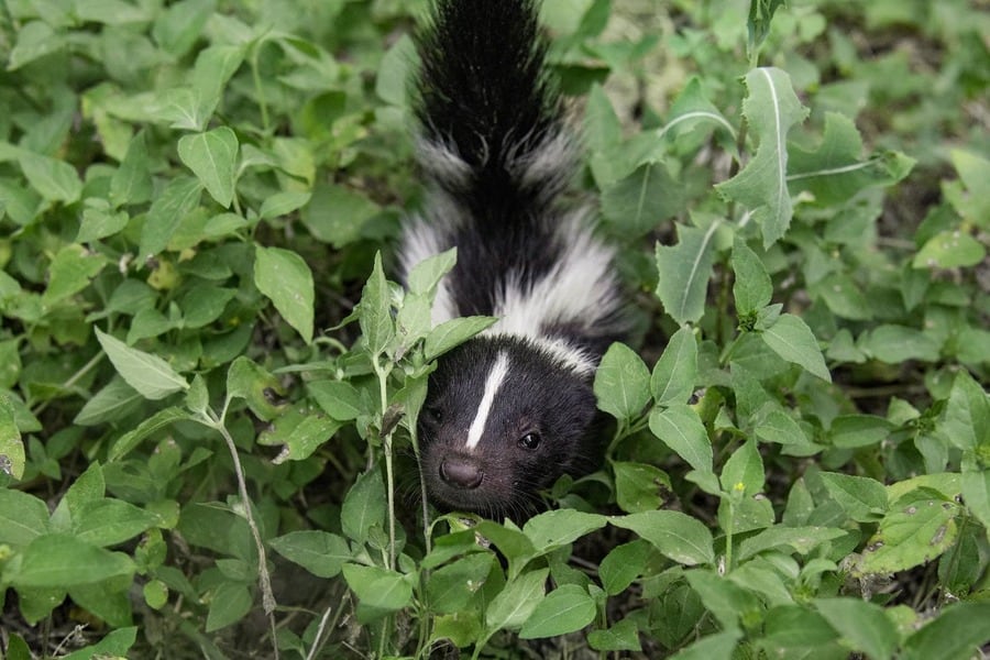 Skunk Hide In Grass