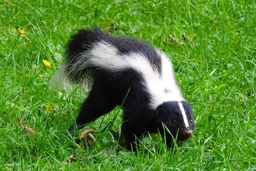 Running Skunk