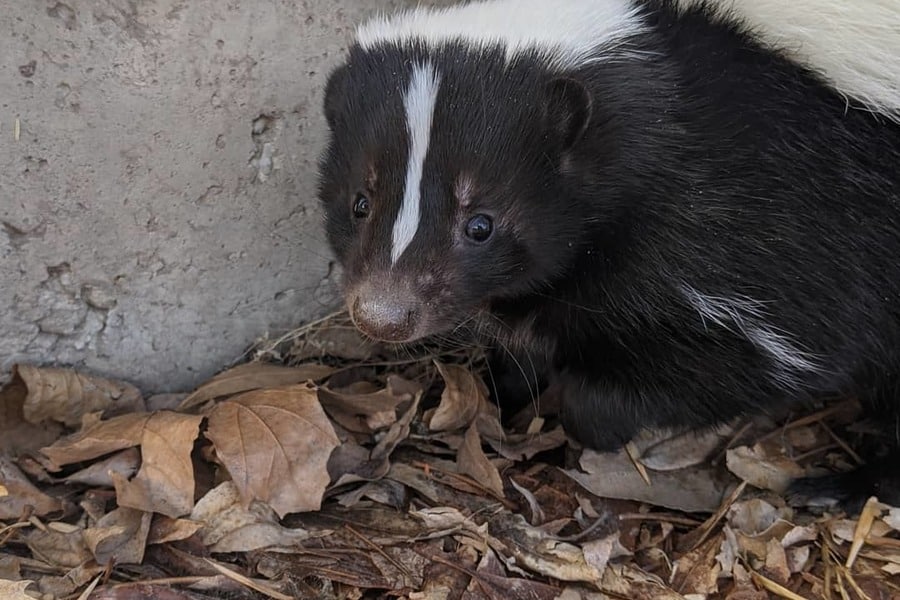 Scared Skunk Under Deck