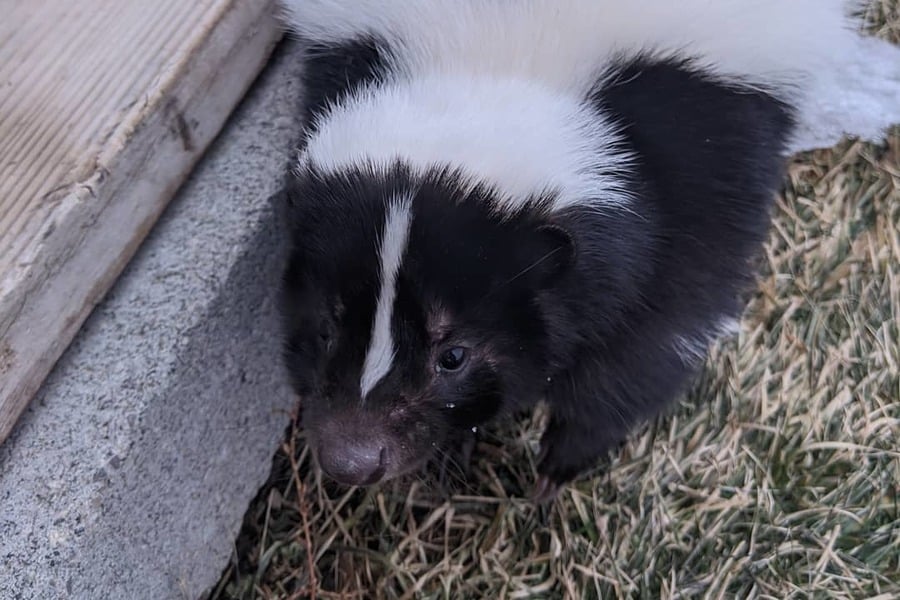 Skunk are hiding under deck