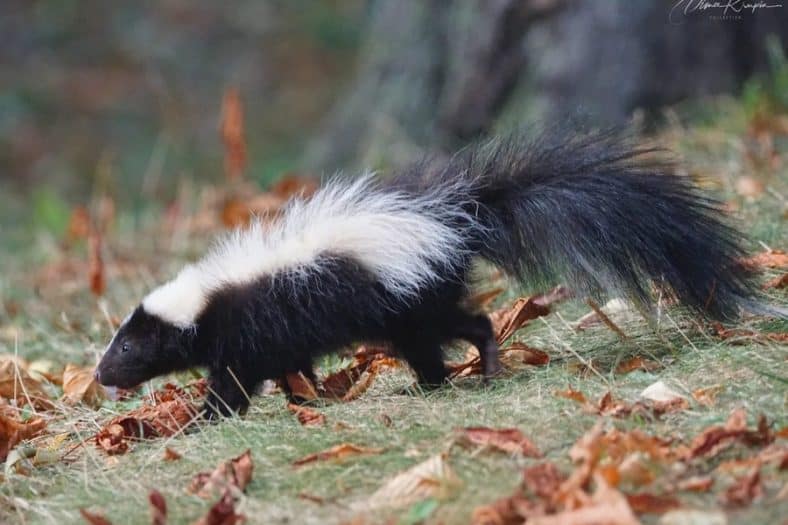 Do Mothballs Keep Skunks Away: Effective Methods of Skunk Control