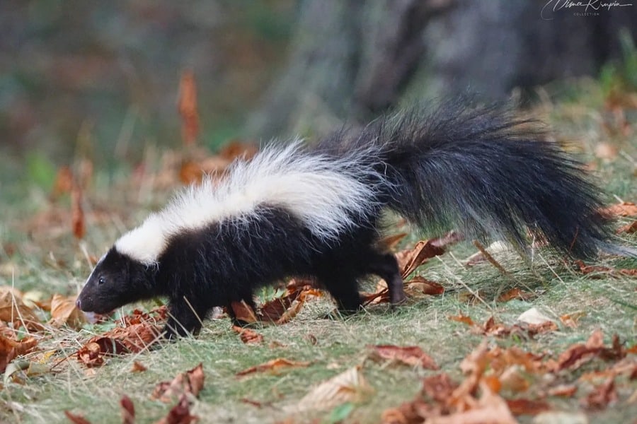 Fluffy Skunk