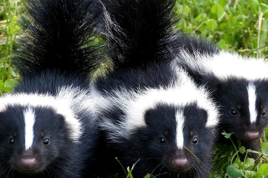 Three Skunks On The Ground