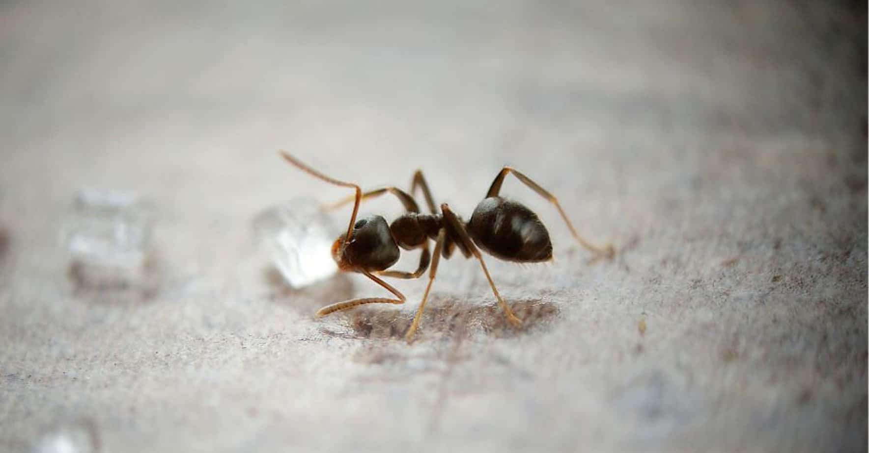 Do Ants Sleep A Bunch Of Interesting Facts For You   Sleeping Ant 2048x1070 