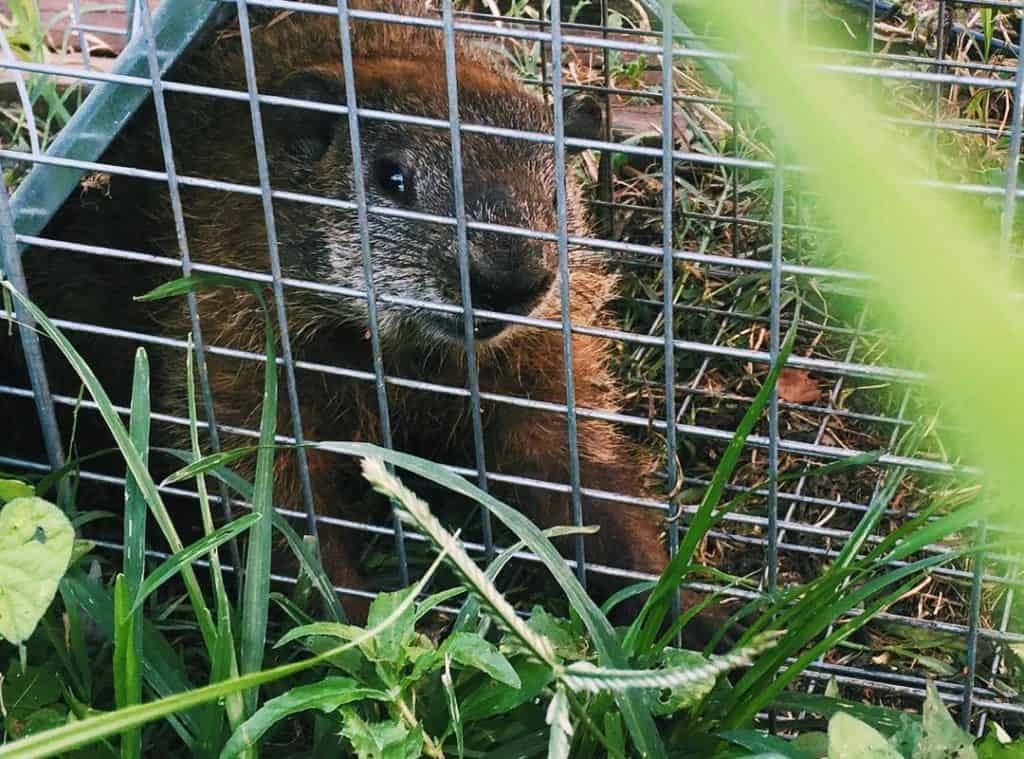 5 Best Groundhog Traps in 2024 [Detailed Reviews]