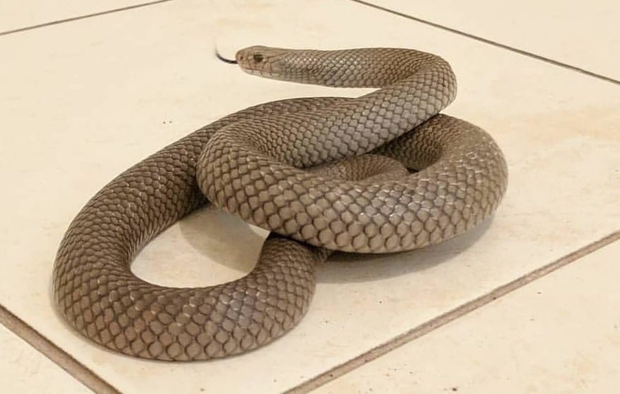 Snake at yard