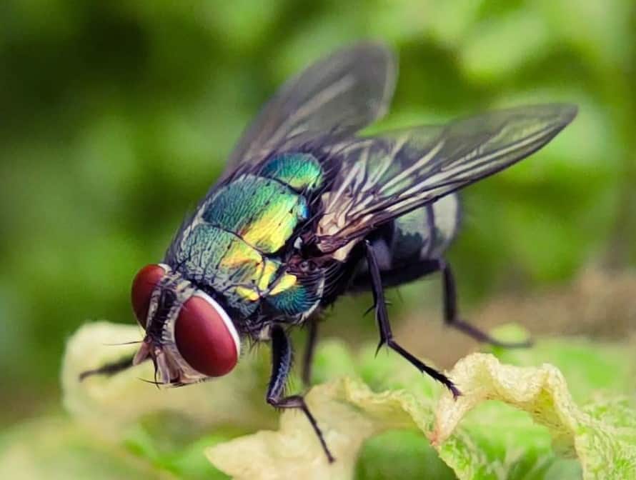 Species of Flies