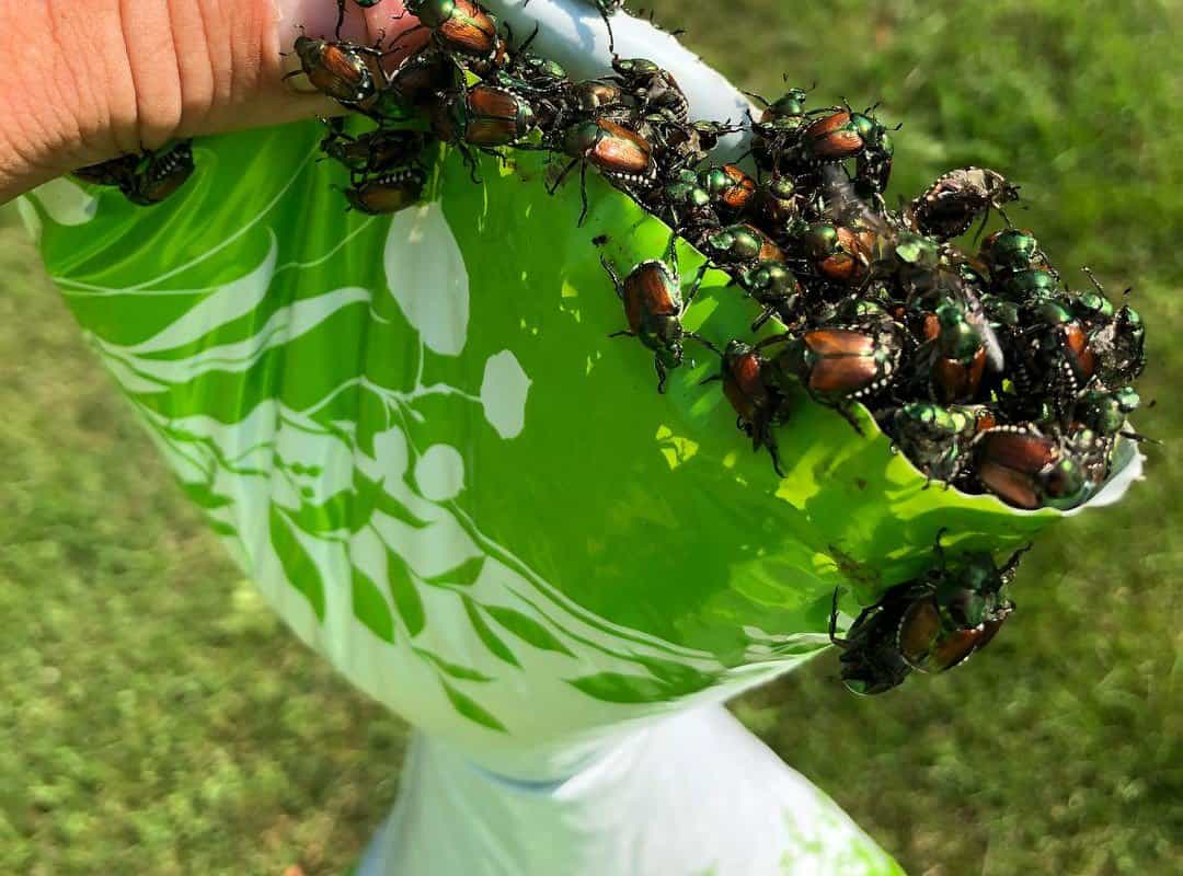 https://pestcontrolhacks.com/wp-content/uploads/Spectracide-HG-56901-Bag-A-Bug-Japanese-Beetle-Trap2.jpg