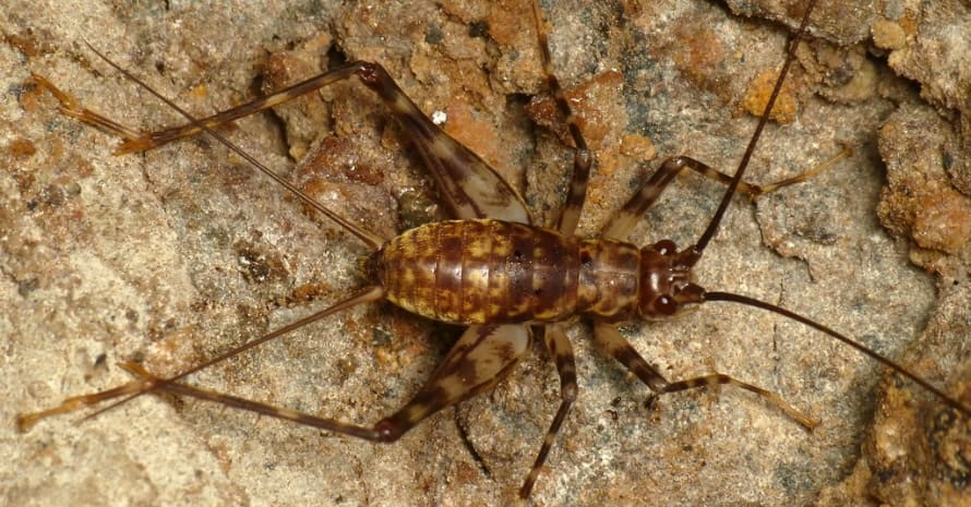 Spider Cricket on stone