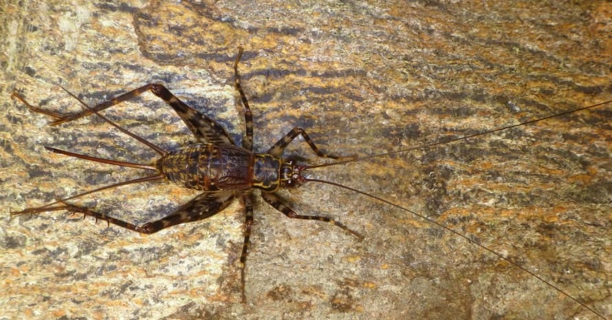 Spider Cricket with a long mustache